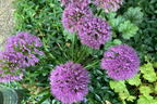 Zierlauch 'Millenium' - Allium x 'Millenium'
