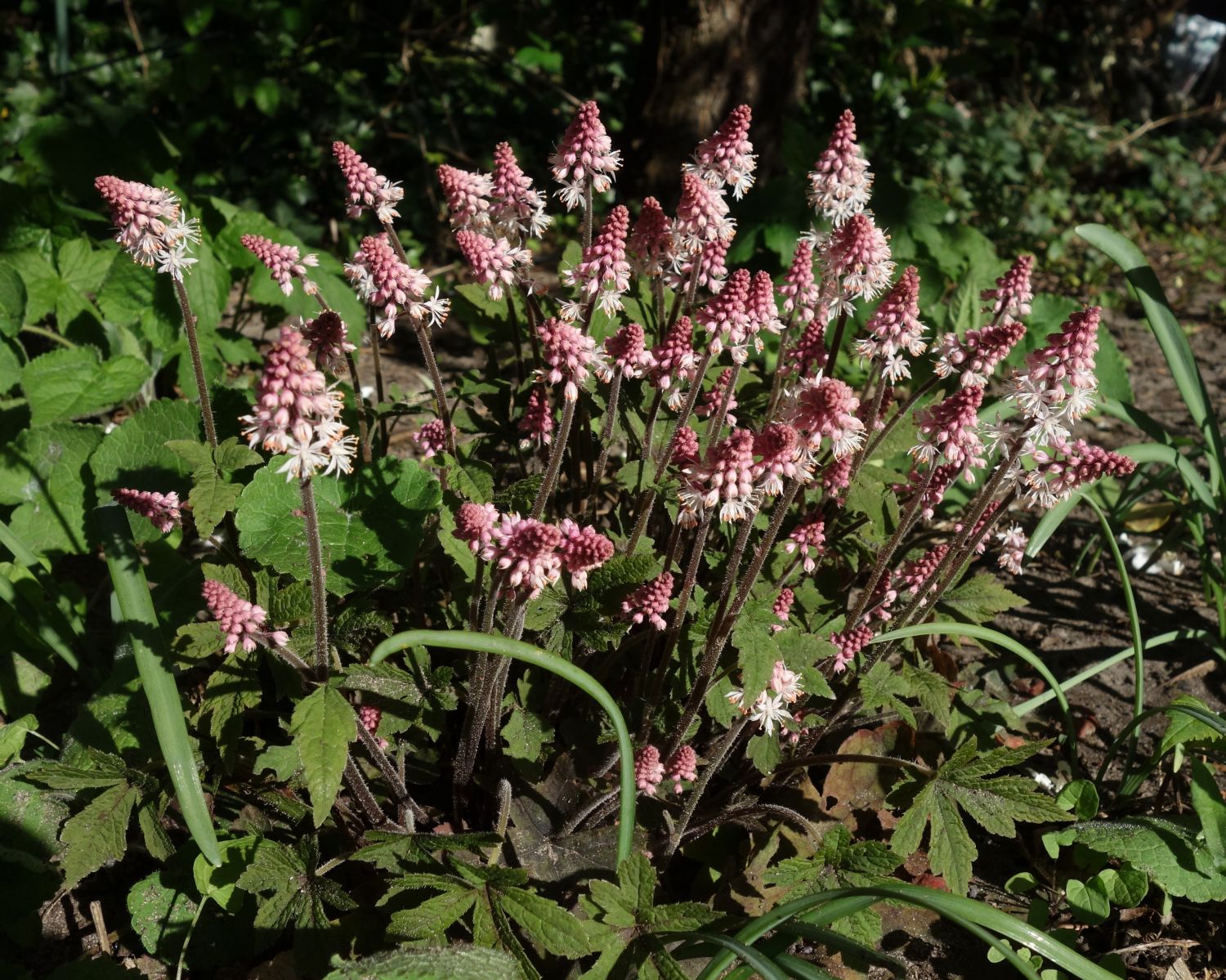 Zipfelblättrige Schaumblüte 'Spring Symphony' - Tiarella laciniata 'Spring Symphony'