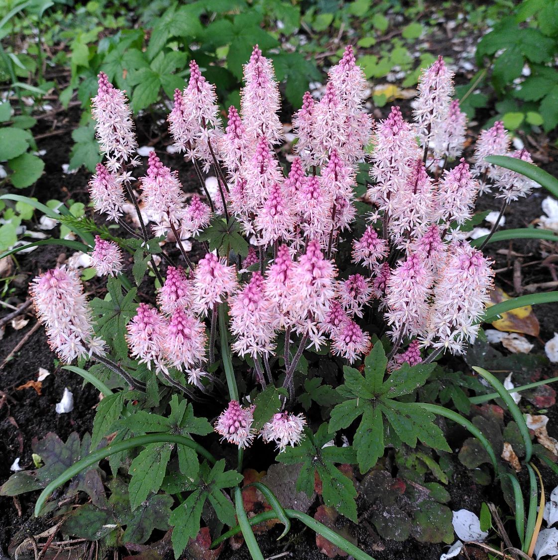 Zipfelblättrige Schaumblüte 'Spring Symphony' - Tiarella laciniata 'Spring Symphony'