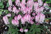 Zipfelblättrige Schaumblüte 'Spring Symphony' - Tiarella laciniata 'Spring Symphony'