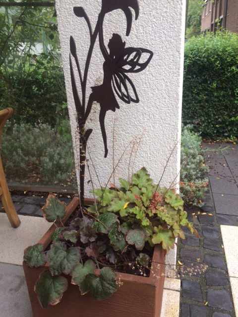 Zipfelblättrige Schaumblüte 'Spring Symphony' - Tiarella laciniata 'Spring Symphony'