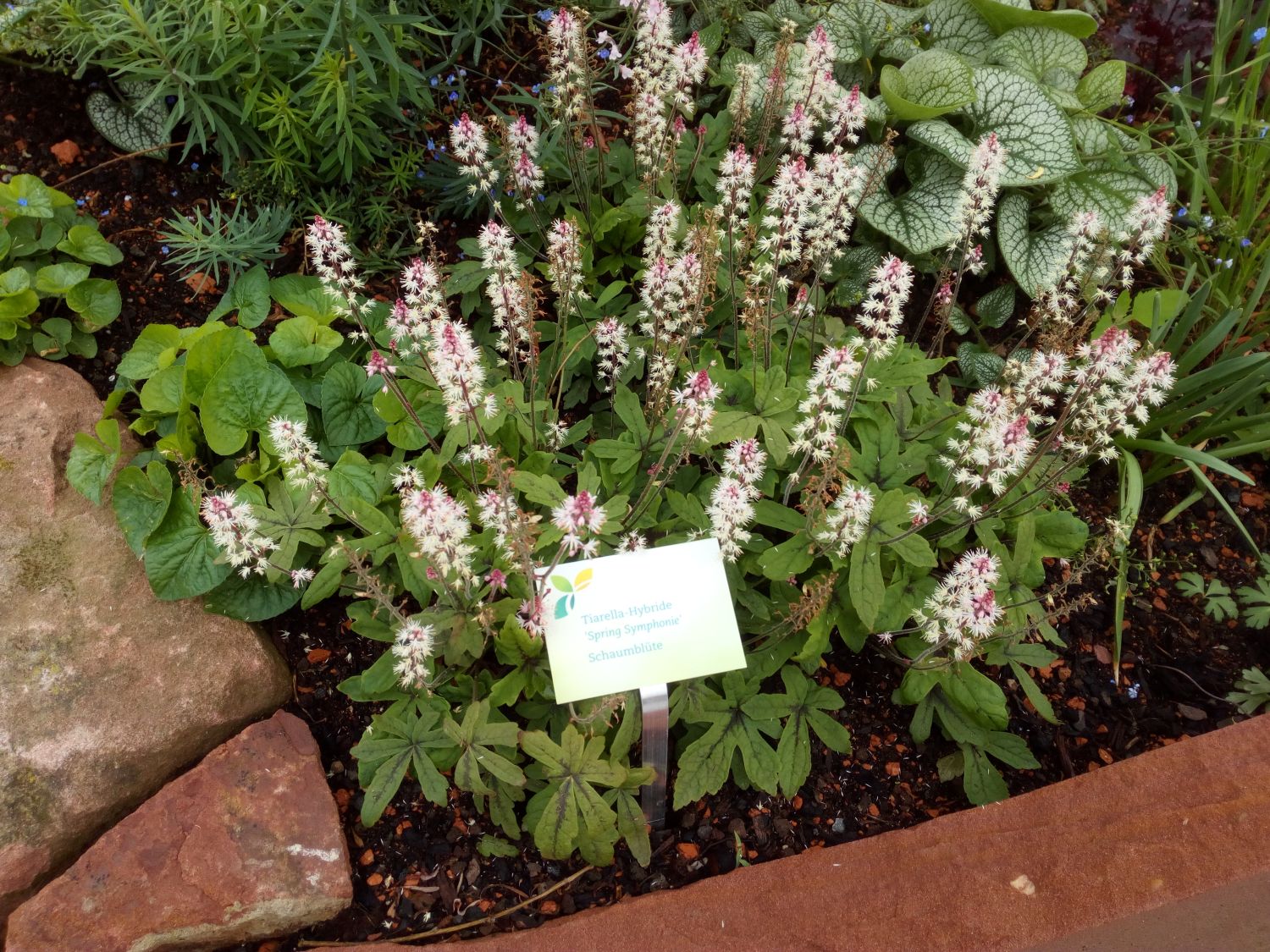 Zipfelblättrige Schaumblüte 'Spring Symphony' - Tiarella laciniata 'Spring Symphony'