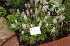 Zipfelblättrige Schaumblüte 'Spring Symphony' - Tiarella laciniata 'Spring Symphony'