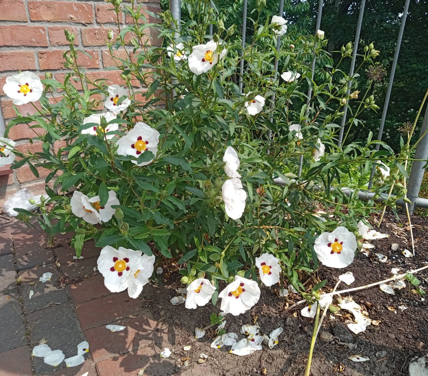 Zistrose 'Alan Fradd' - Cistus purpureus 'Alan Fradd'