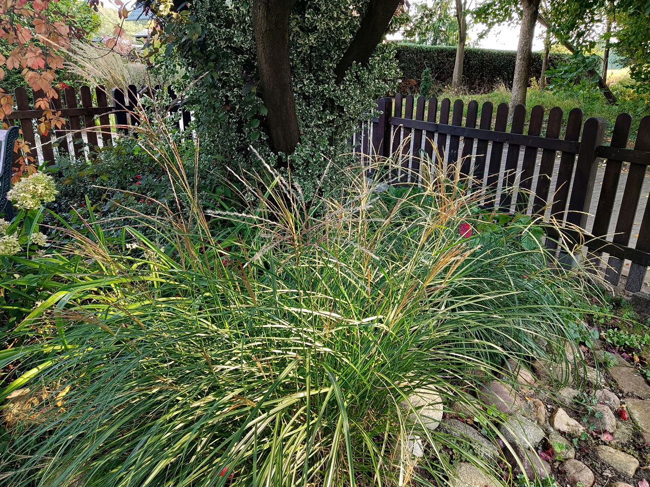 Zwerg-Chinaschilf 'Adagio' - Miscanthus sinensis 'Adagio'