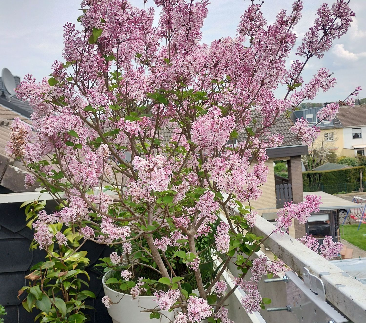Zwerg-Duftflieder 'Palibin' - Syringa meyeri 'Palibin'
