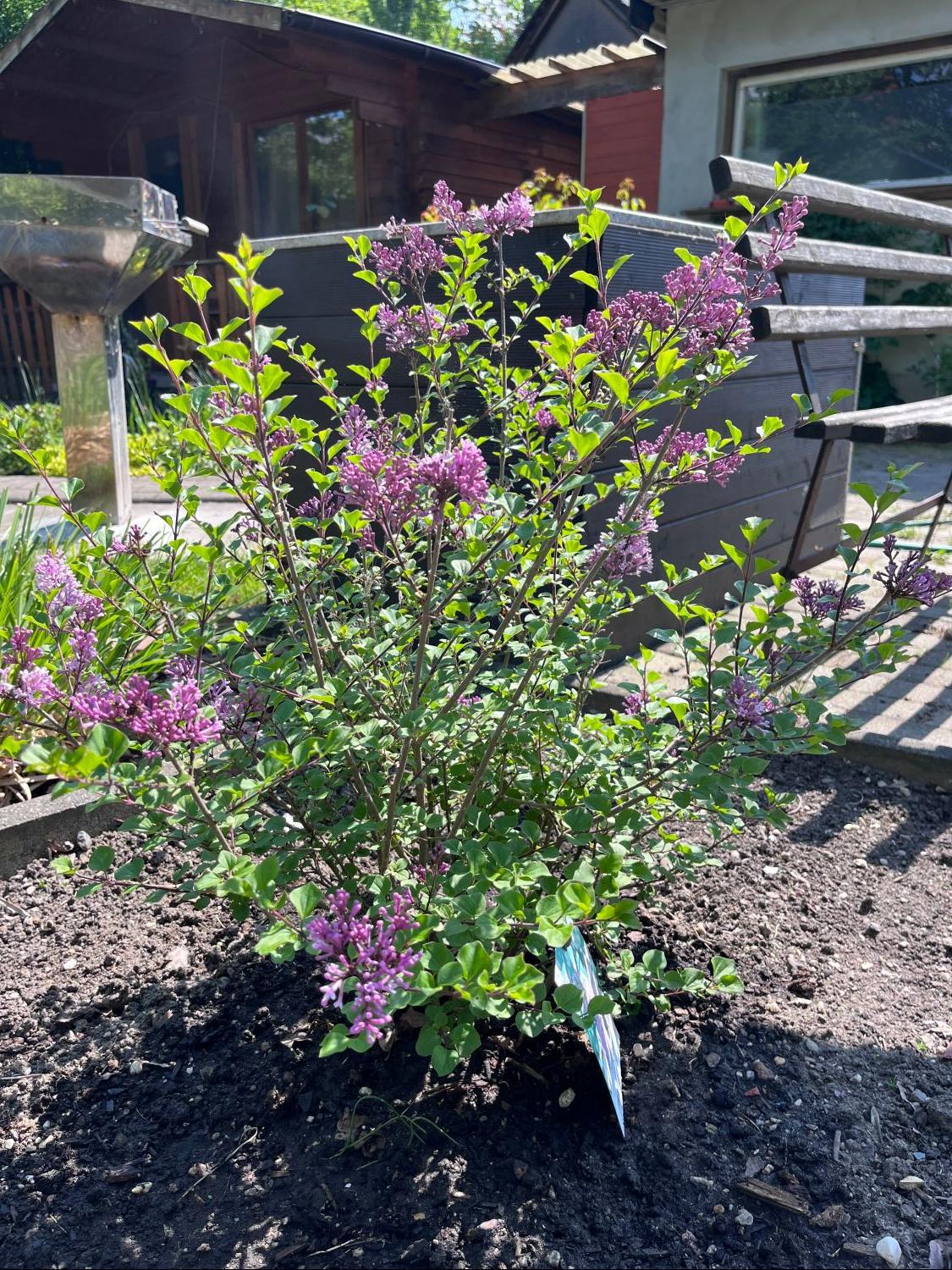 Zwerg-Duftflieder 'Palibin' - Syringa meyeri 'Palibin'