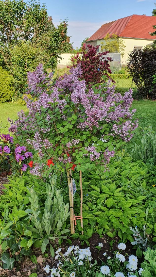 Zwerg-Duftflieder 'Palibin' - Syringa meyeri 'Palibin'