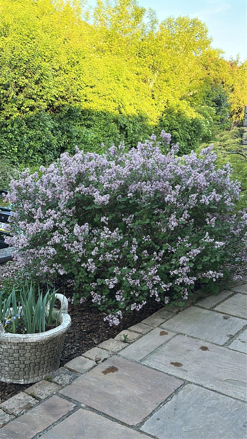 Zwerg-Duftflieder 'Palibin' - Syringa meyeri 'Palibin'