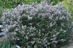 Zwerg-Duftflieder 'Palibin' - Syringa meyeri 'Palibin'