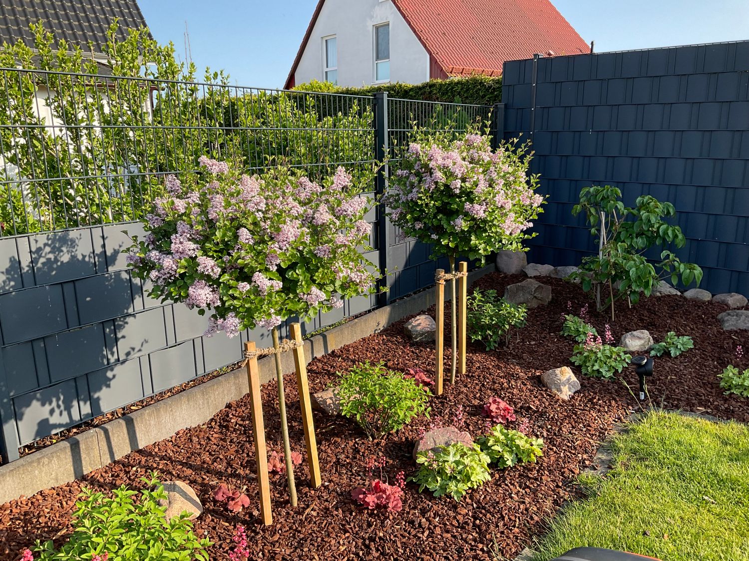 Zwerg-Duftflieder 'Palibin' - Syringa meyeri 'Palibin'