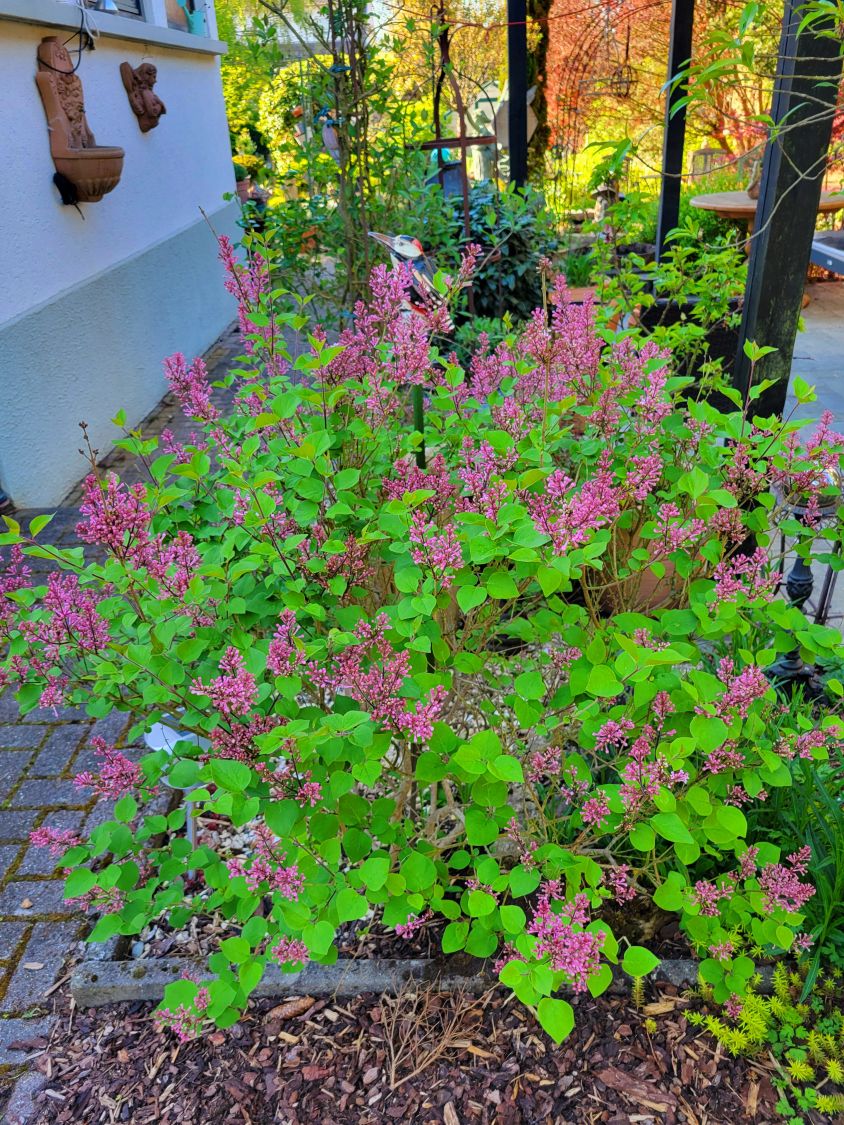 Zwerg-Duftflieder 'Palibin' - Syringa meyeri 'Palibin'