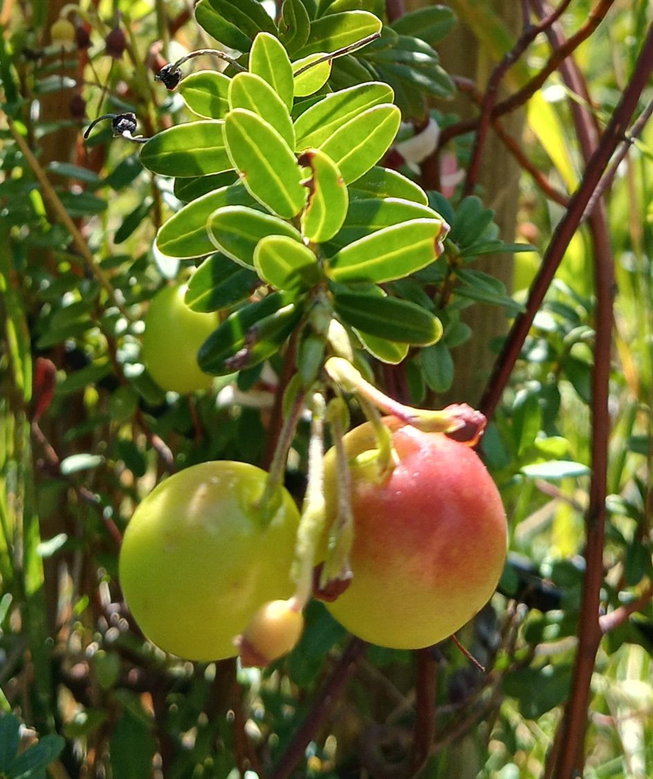 Zwerg-Granatapfel 'Nana' - Punica granatum 'Nana'