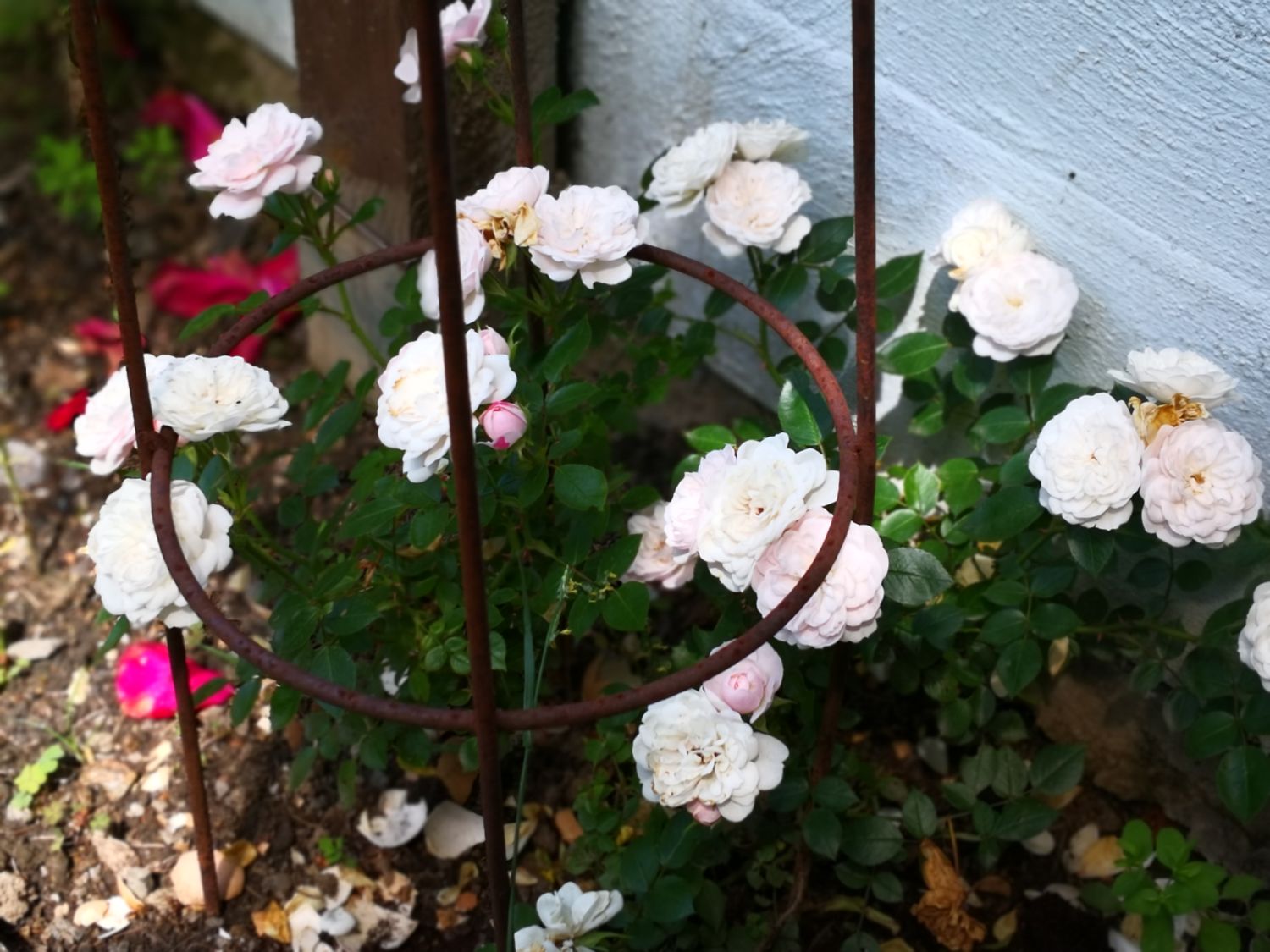 Zwerg-Kletterrose Starlet®-Rose 'Alina' ® - Rosa Starlet®-Rose 'Alina' ®