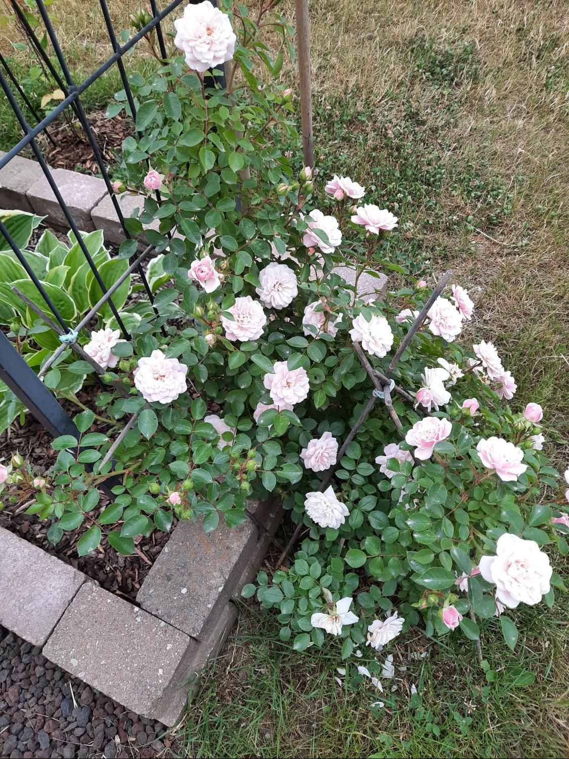 Zwerg-Kletterrose Starlet®-Rose 'Alina' ® - Rosa Starlet®-Rose 'Alina' ®