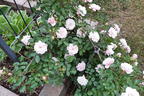 Zwerg-Kletterrose Starlet®-Rose 'Alina' ® - Rosa Starlet®-Rose 'Alina' ®