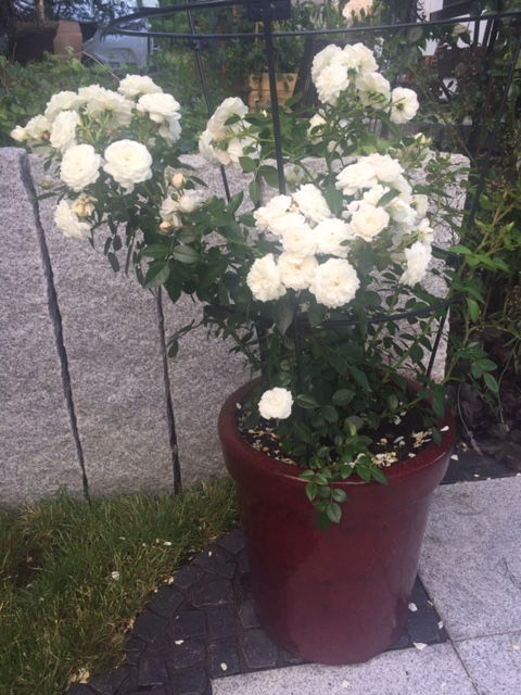 Zwerg-Kletterrose Starlet®-Rose 'Alina' ® - Rosa Starlet®-Rose 'Alina' ®