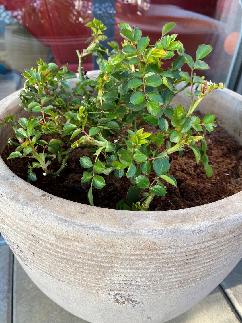 Zwerg-Kletterrose Starlet®-Rose 'Alina' ® - Rosa Starlet®-Rose 'Alina' ®