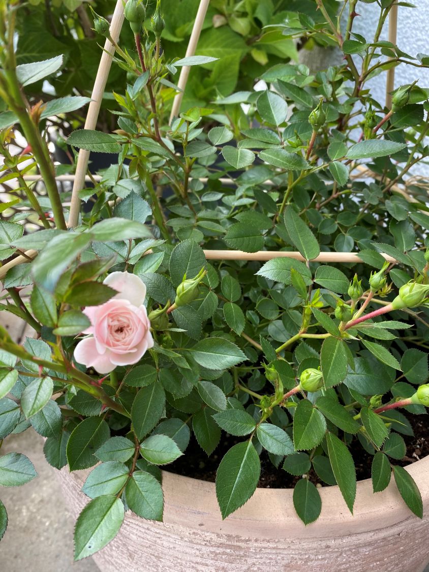 Zwerg-Kletterrose Starlet®-Rose 'Alina' ® - Rosa Starlet®-Rose 'Alina' ®