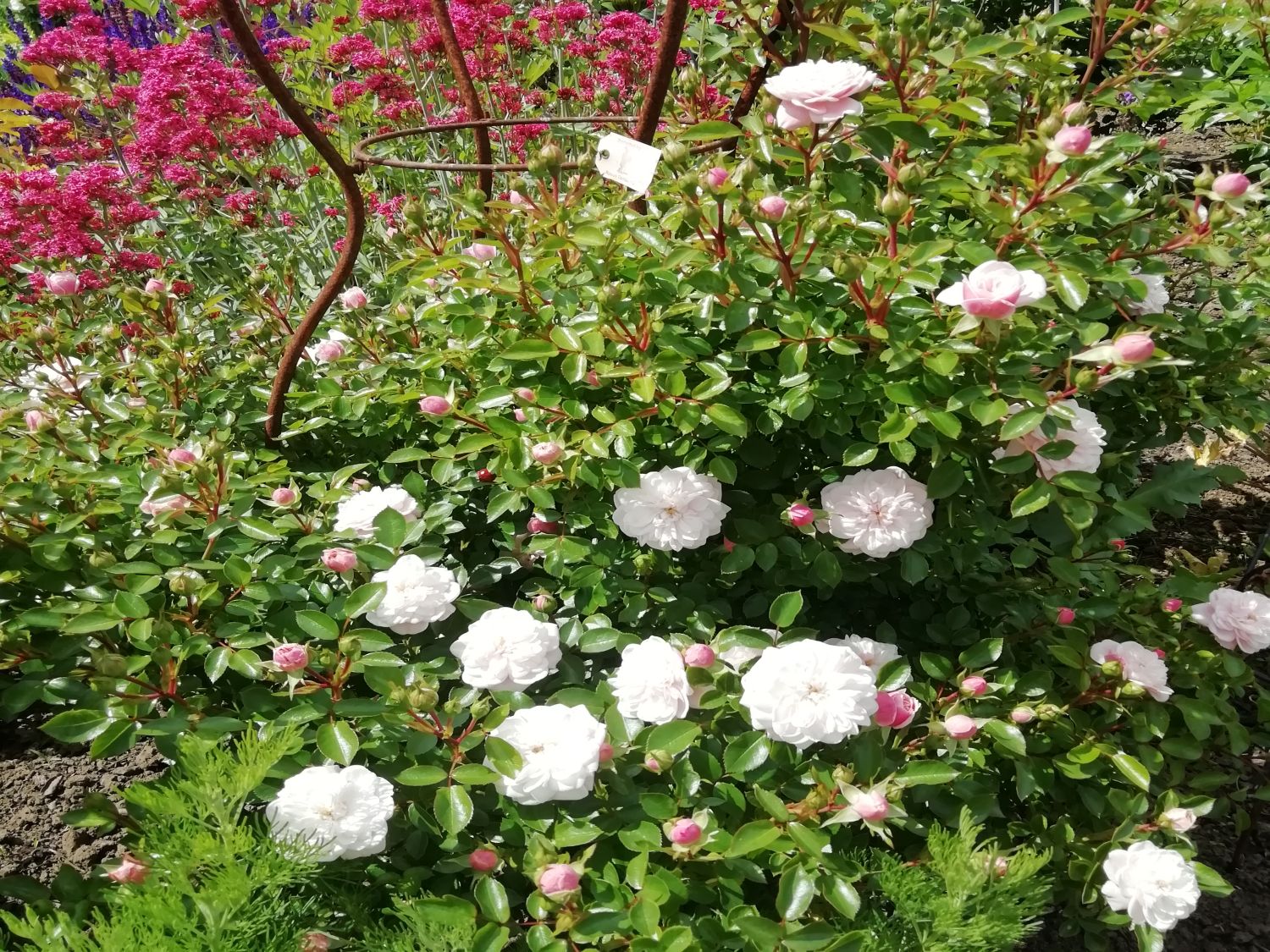 Zwerg-Kletterrose Starlet®-Rose 'Alina' ® - Rosa Starlet®-Rose 'Alina' ®