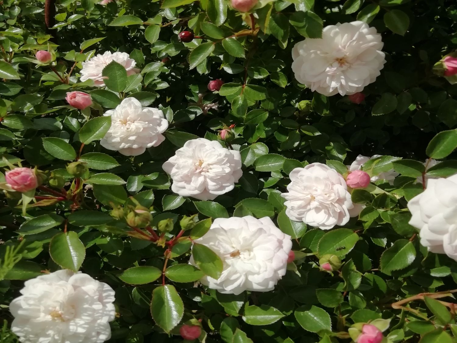 Zwerg-Kletterrose Starlet®-Rose 'Alina' ® - Rosa Starlet®-Rose 'Alina' ®