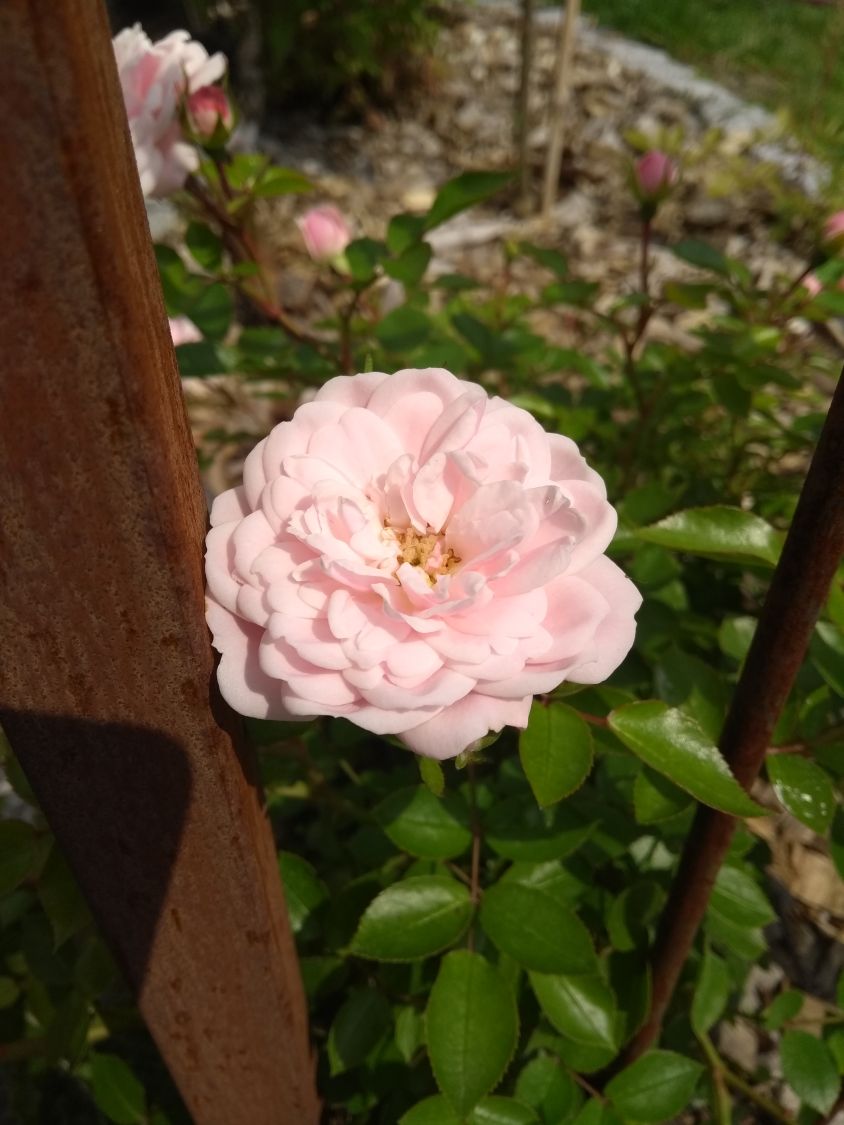 Zwerg-Kletterrose Starlet®-Rose 'Alina' ® - Rosa Starlet®-Rose 'Alina' ®