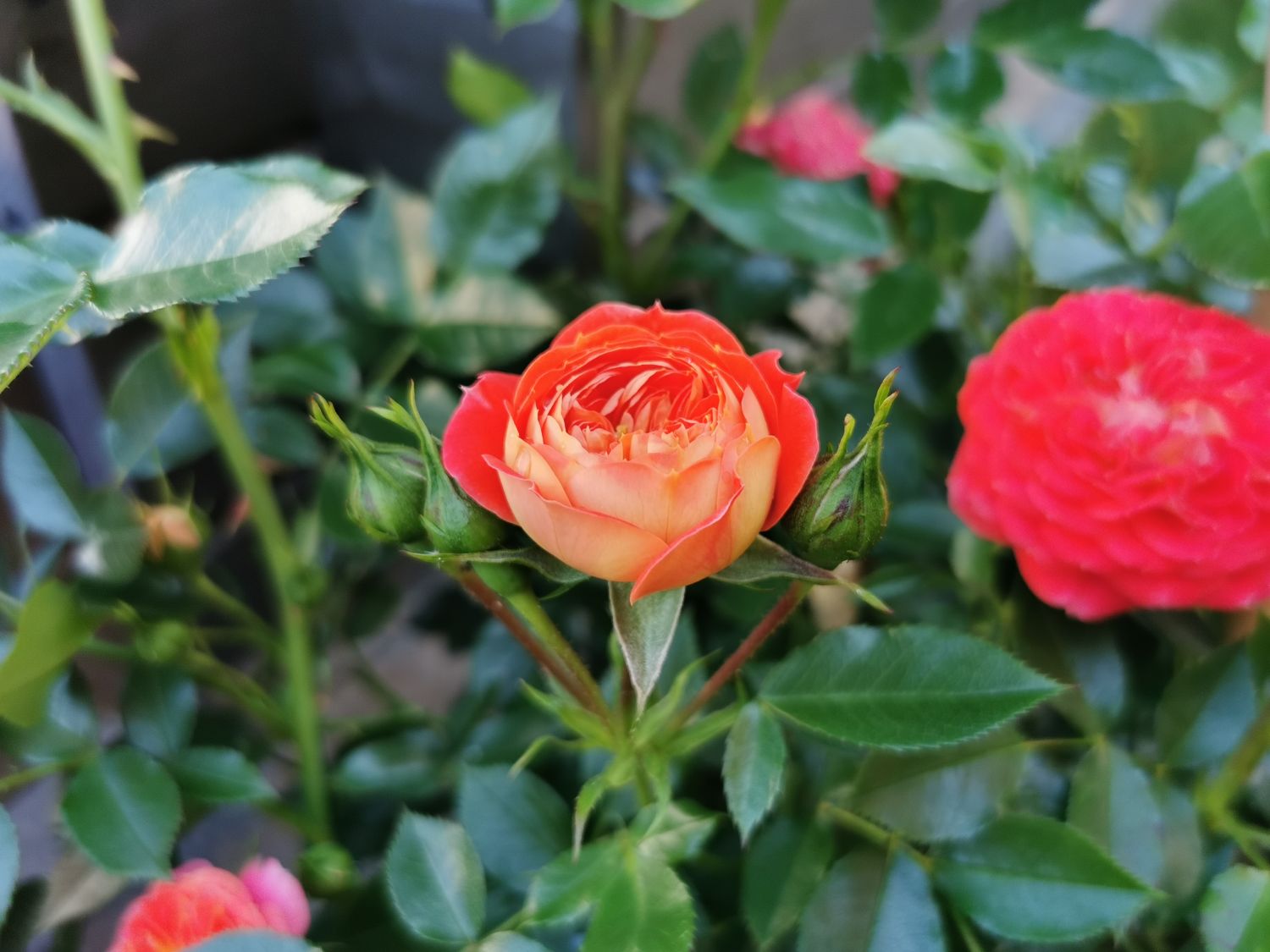 Zwerg-Kletterrose Starlet®-Rose 'Carmen' ® - Rosa Starlet®-Rose 'Carmen' ®