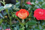 Zwerg-Kletterrose Starlet®-Rose 'Carmen' ® - Rosa Starlet®-Rose 'Carmen' ®