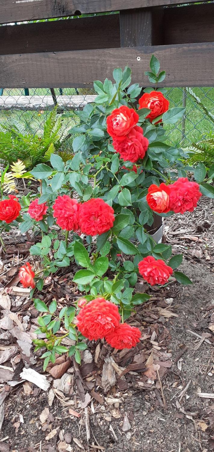 Zwerg-Kletterrose Starlet®-Rose 'Carmen' ® - Rosa Starlet®-Rose 'Carmen' ®