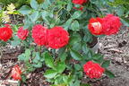 Zwerg-Kletterrose Starlet®-Rose 'Carmen' ® - Rosa Starlet®-Rose 'Carmen' ®
