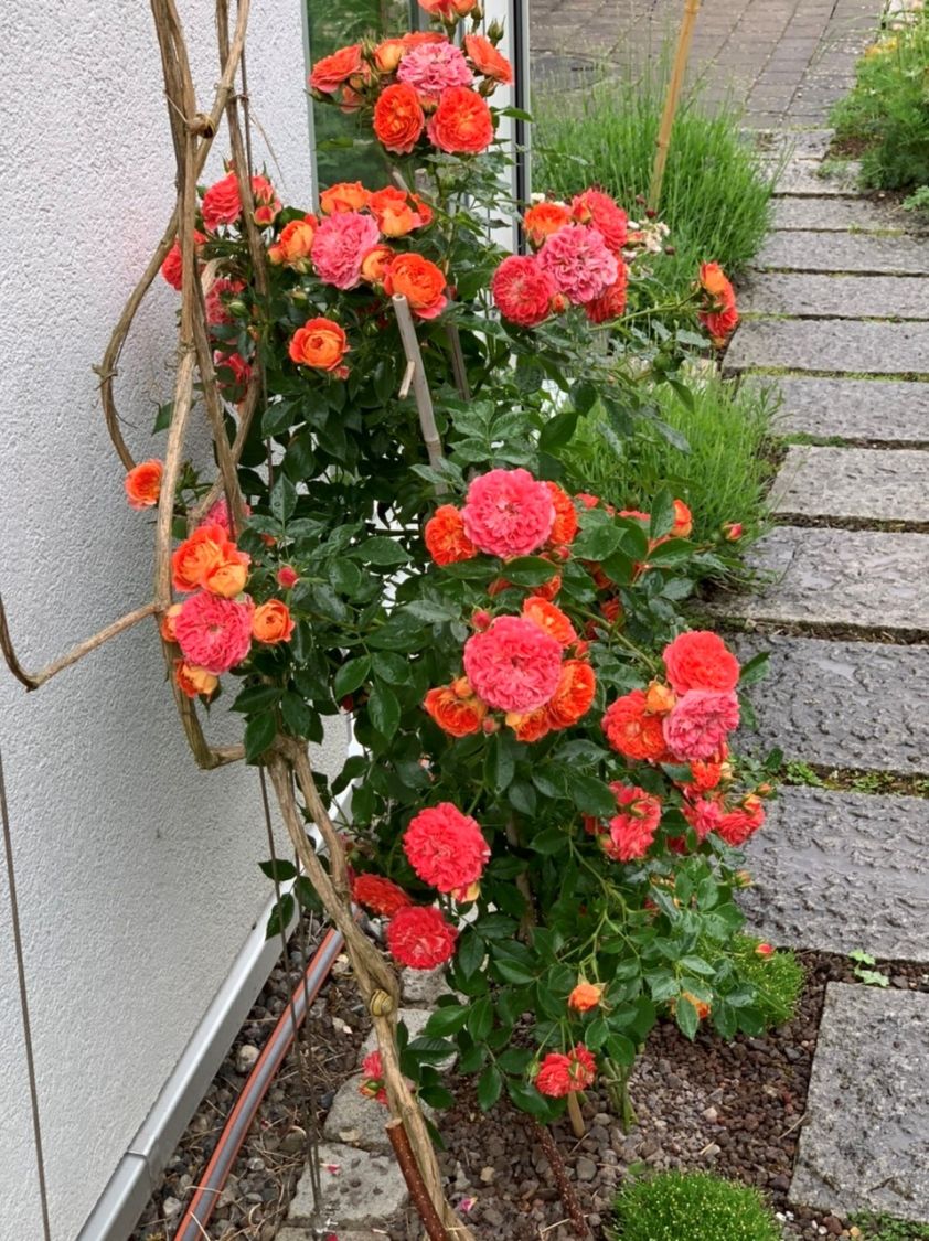 Zwerg-Kletterrose Starlet®-Rose 'Carmen' ® - Rosa Starlet®-Rose 'Carmen' ®