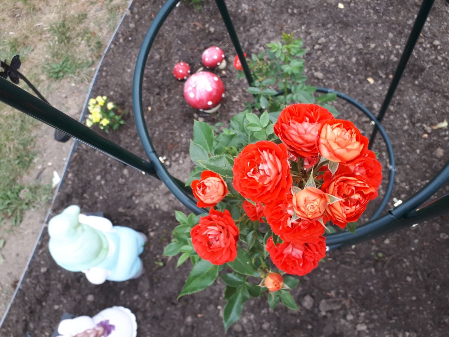 Zwerg-Kletterrose Starlet®-Rose 'Carmen' ® - Rosa Starlet®-Rose 'Carmen' ®