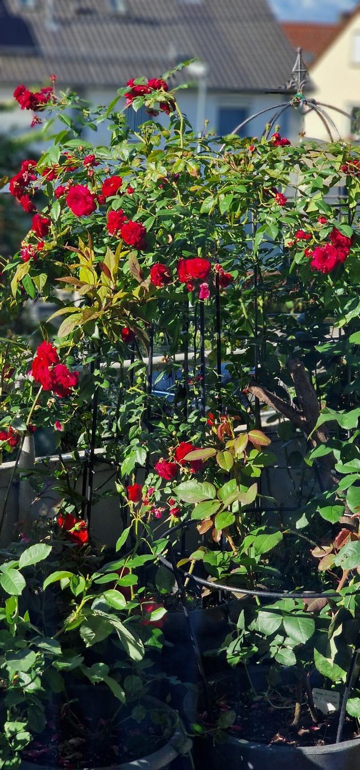 Zwerg-Kletterrose Starlet®-Rose 'Lola' ® - Rosa Starlet®-Rose 'Lola' ®