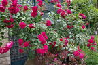 Zwerg-Kletterrose Starlet®-Rose 'Lola' ® - Rosa Starlet®-Rose 'Lola' ®