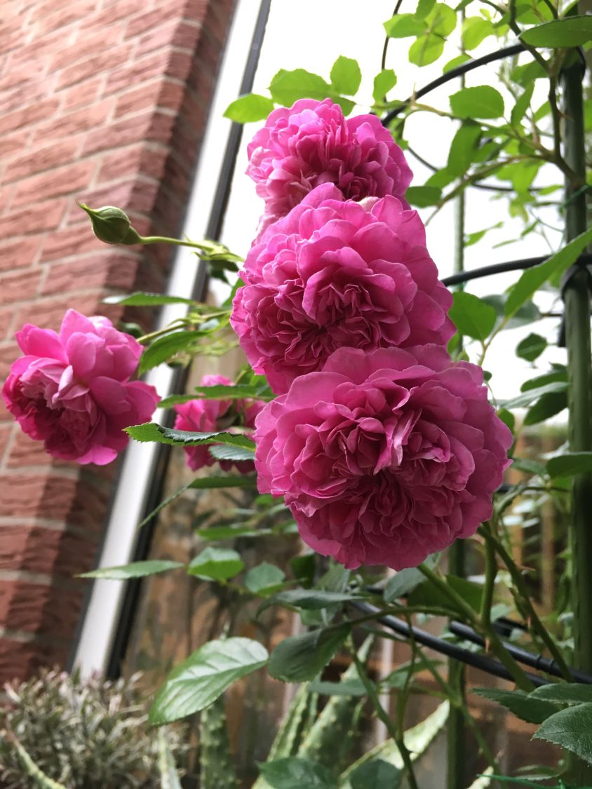 Zwerg-Kletterrose Starlet®-Rose 'Melina' ® - Rosa Starlet®-Rose 'Melina' ®