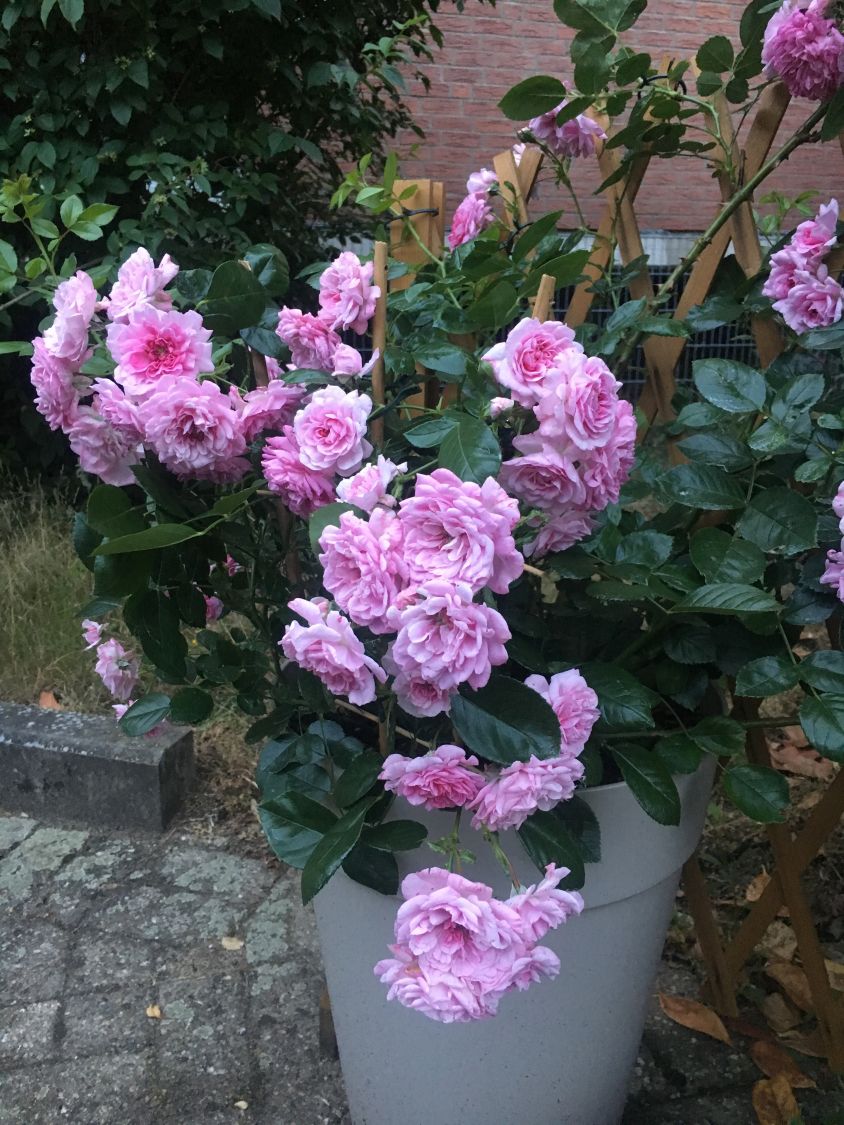 Zwerg-Kletterrose Starlet®-Rose 'Melina' ® - Rosa Starlet®-Rose 'Melina' ®