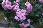 Zwerg-Kletterrose Starlet®-Rose 'Melina' ® - Rosa Starlet®-Rose 'Melina' ®