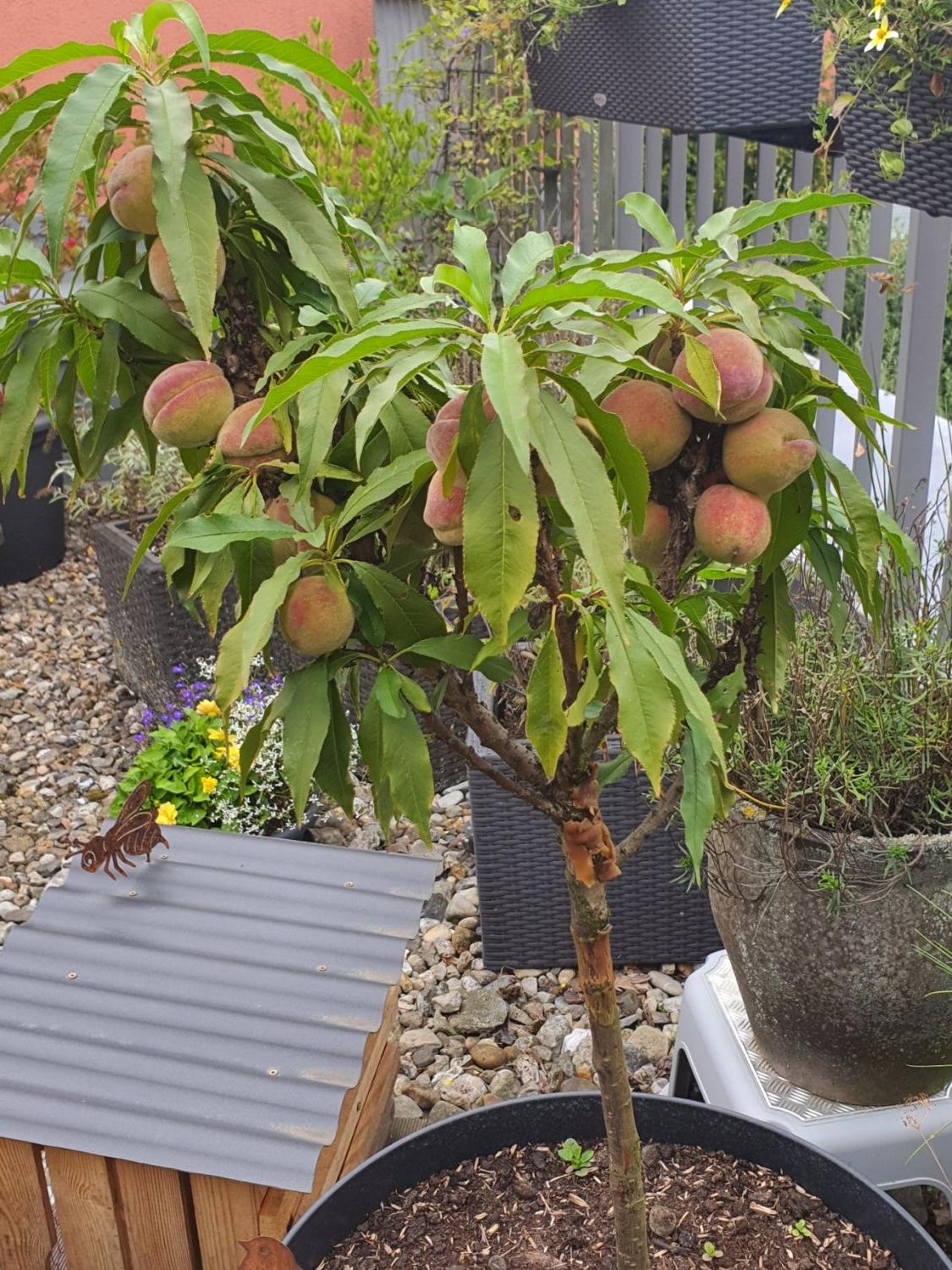 Zwerg-Pfirsich 'Bonanza' - Prunus persica 'Bonanza'