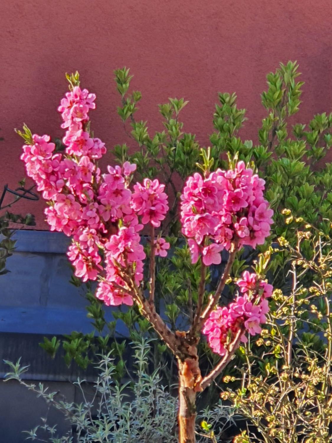 Zwerg-Pfirsich 'Bonanza' - Prunus persica 'Bonanza'