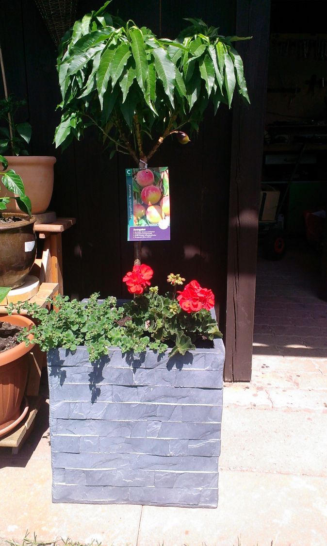 Pfirsich (Zwergform) - Prunus persica var. persica (Zwergform)