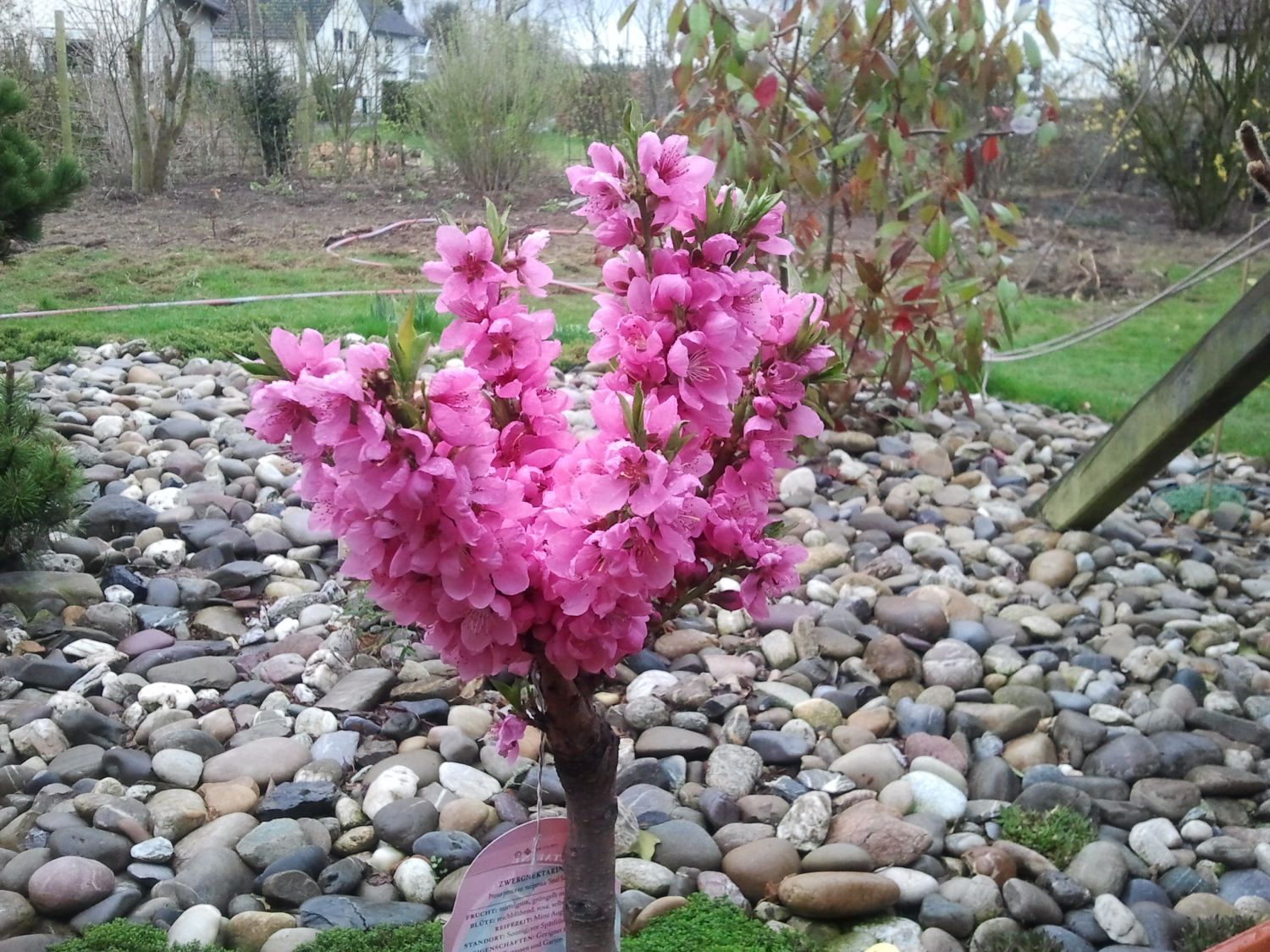Pfirsich (Zwergform) - Prunus persica var. persica (Zwergform)