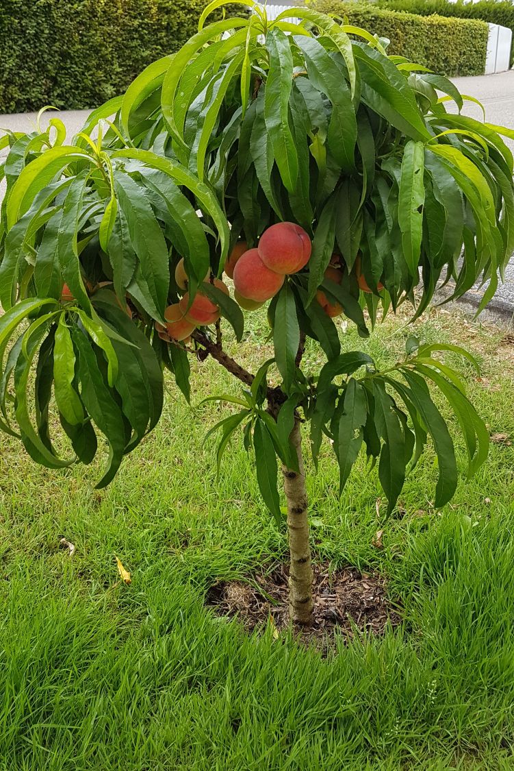 Pfirsich (Zwergform) - Prunus persica var. persica (Zwergform)