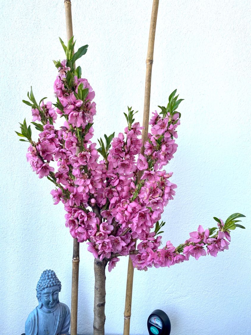 Pfirsich (Zwergform) - Prunus persica var. persica (Zwergform)