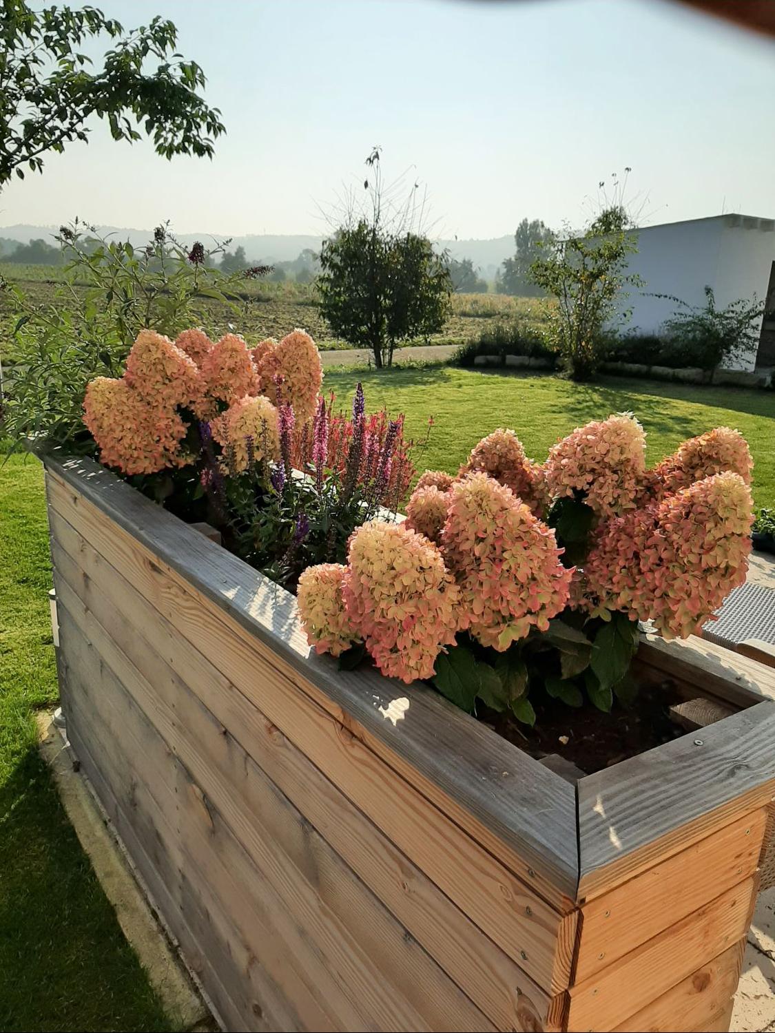 Zwerg-Rispenhortensie 'Little Fraise' - Hydrangea paniculata 'Little Fraise'