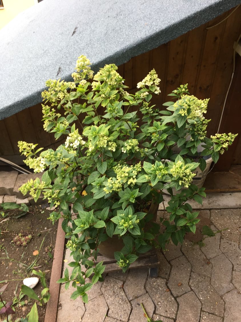 Zwerg-Rispenhortensie 'Little Spooky' - Hydrangea paniculata 'Little Spooky'