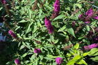 Zwerg-Sommerflieder / Schmetterlingsstrauch 'BUZZ ® Hot Raspberry' - Buddleja davidii 'BUZZ ® Hot Raspberry'