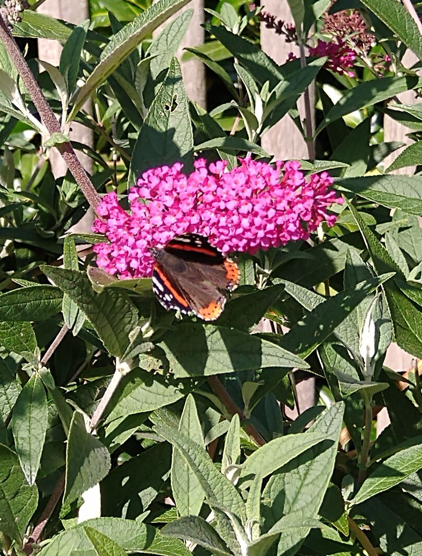 Zwerg-Sommerflieder / Schmetterlingsstrauch 'BUZZ ® Velvet' - Buddleja davidii 'BUZZ ® Velvet'