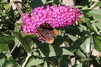 Zwerg-Sommerflieder / Schmetterlingsstrauch 'BUZZ ® Velvet' - Buddleja davidii 'BUZZ ® Velvet'