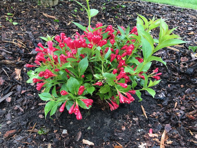 ZwergWeigelie 'All Summer Red' ® Weigela florida 'All Summer Red