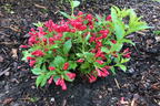 Zwerg-Weigelie 'All Summer Red' ® - Weigela florida 'All Summer Red' ®